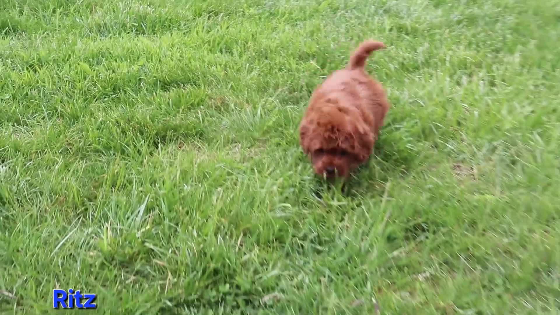 Cavapoo dogs for sale: Ritz - Video 1