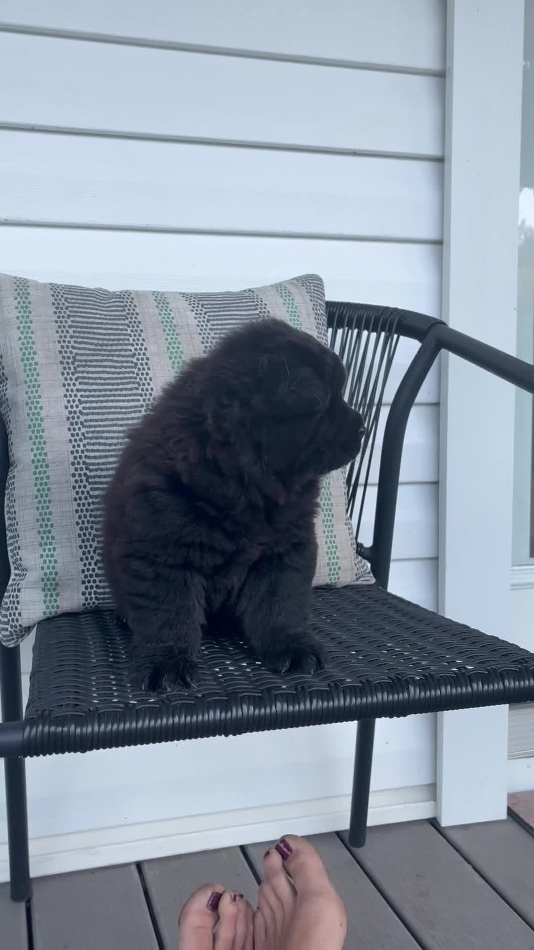 Chow Chow dogs for sale: Sunshine - Video 1