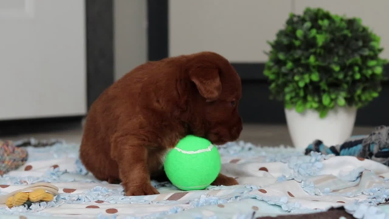 Labradoodle dogs for sale: Spencer - Video 1