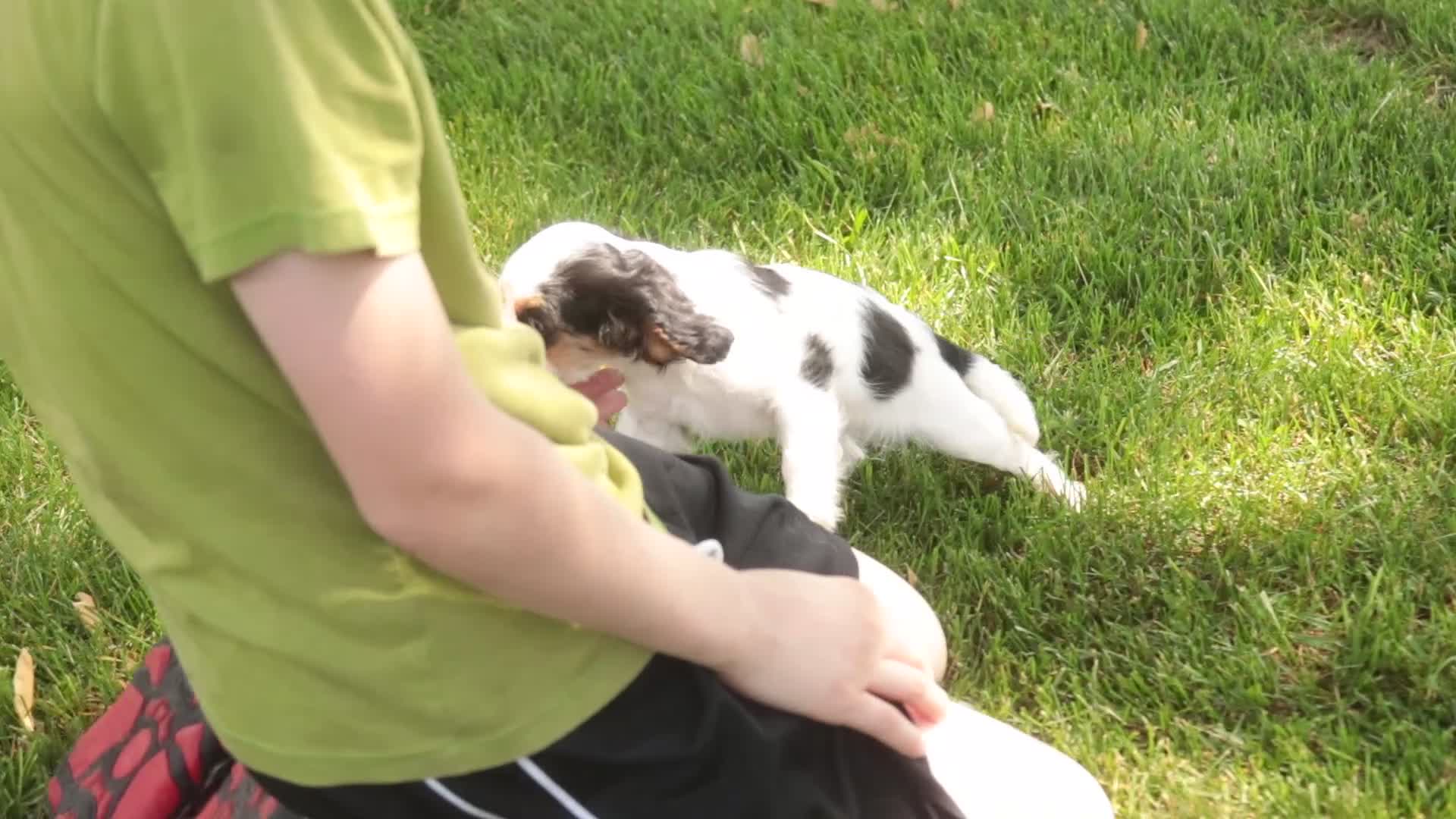 Cavalier King Charles Spaniel dogs for sale: Dottie - Video 1