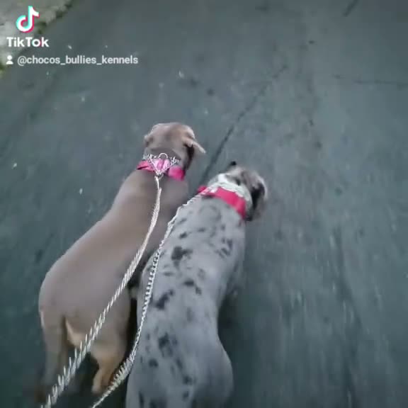 American Bully dogs for sale: American Bully 5 female - Video 1
