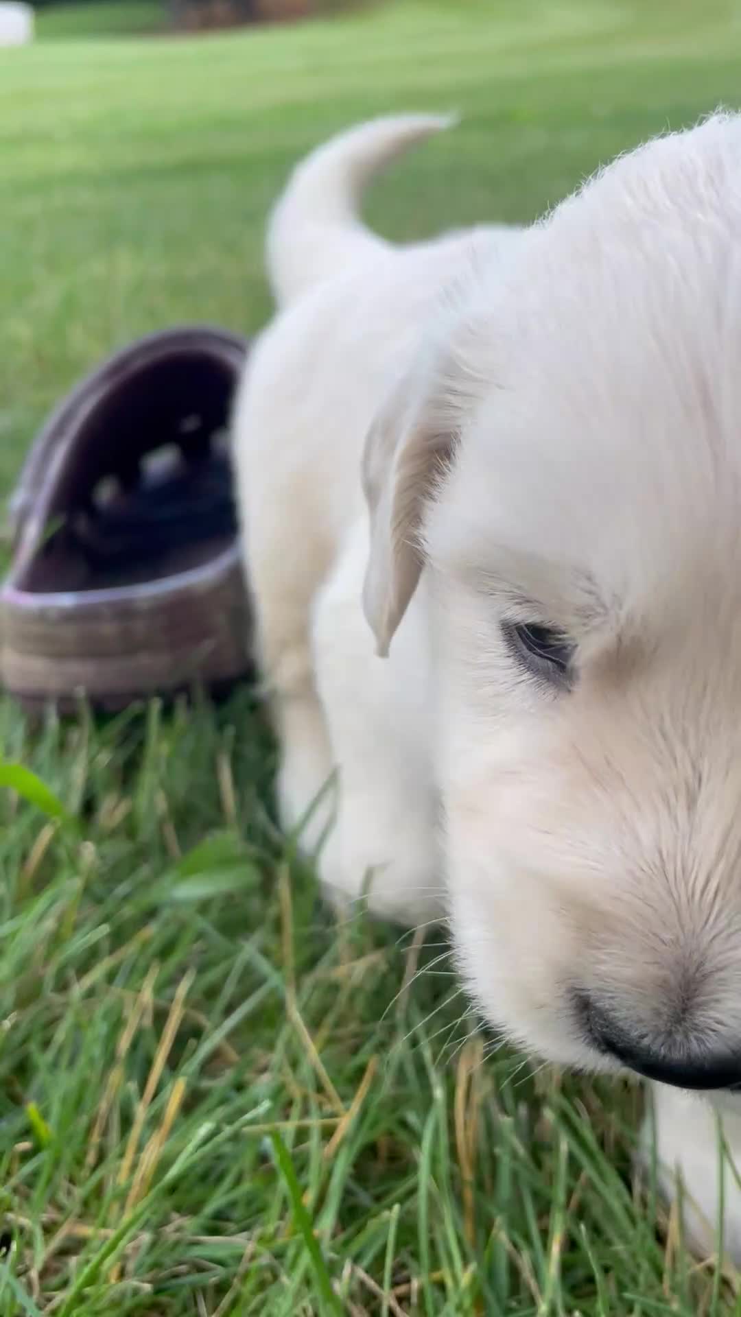 Golden Retriever dogs for sale: Iris - Video 1