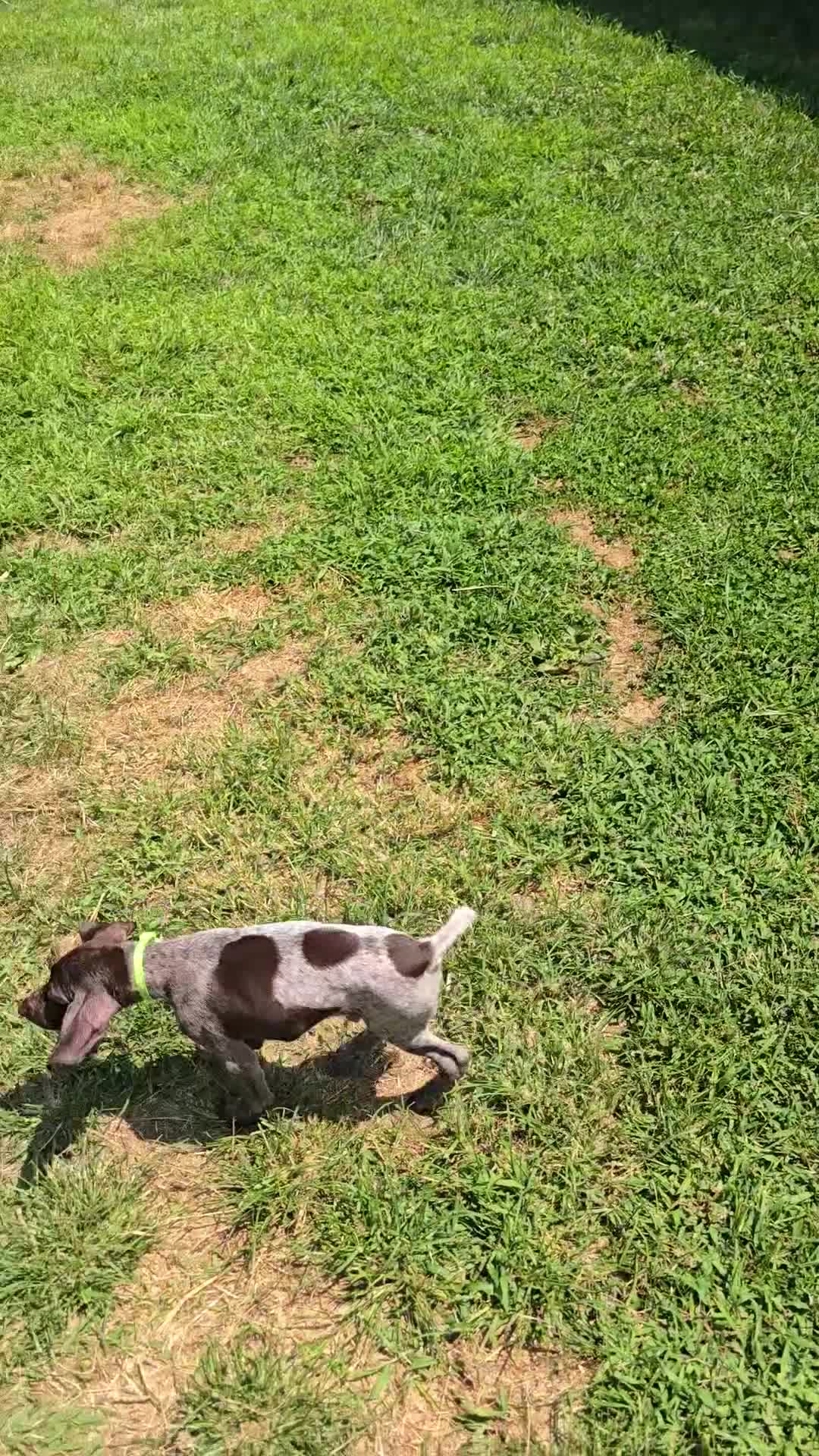 German Shorthaired Pointer dogs for sale: German Shorthaired Pointer 6 - Video 1