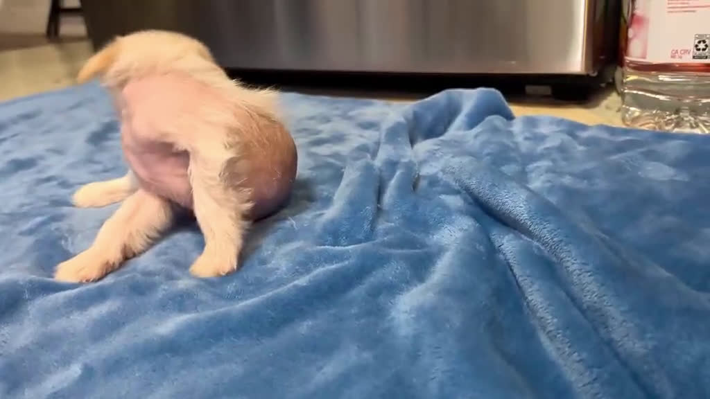 Mixed Breed dogs for sale: Charm - Video 1