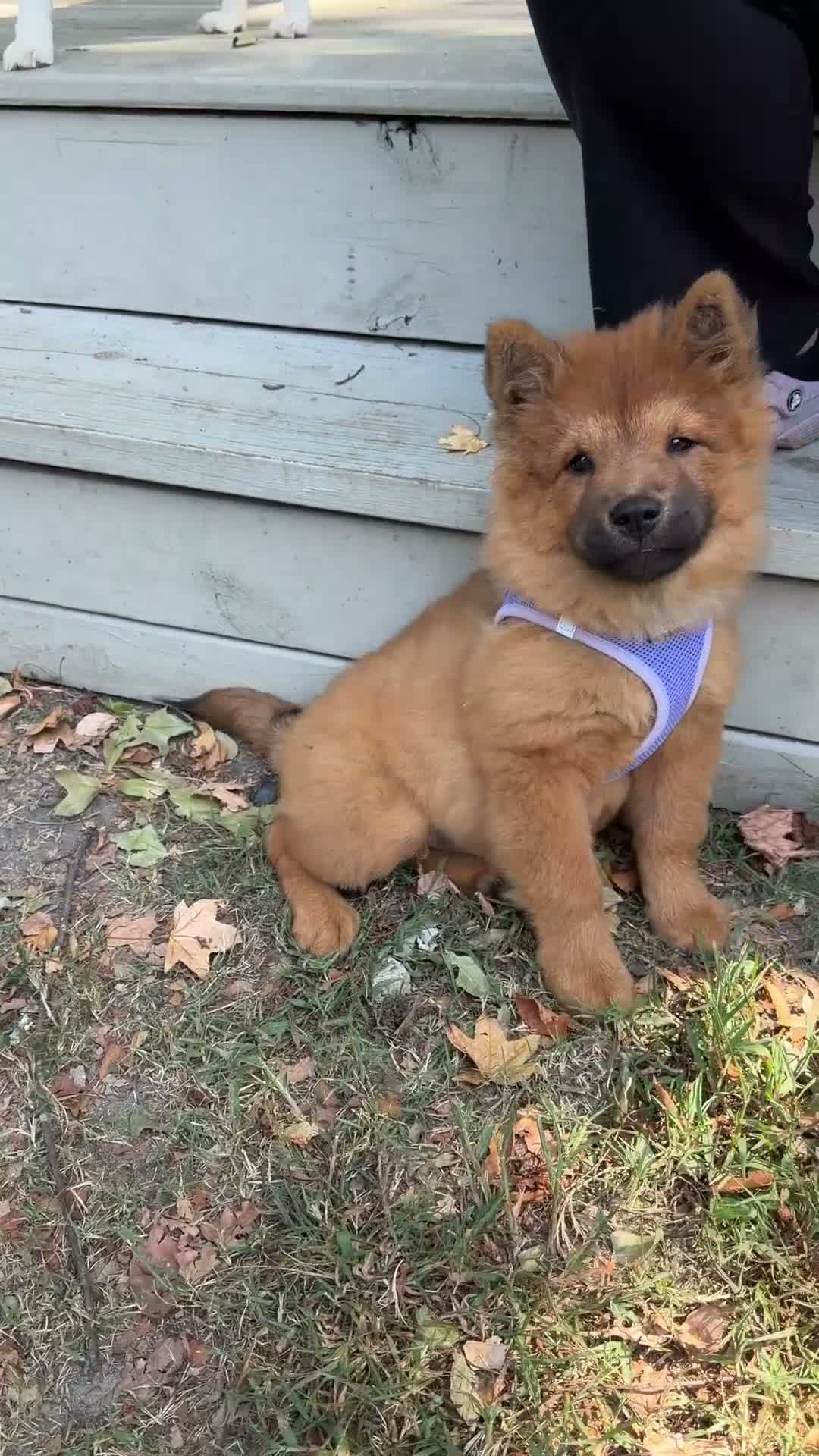 Chow Chow dogs for sale: Brownie - Video 1