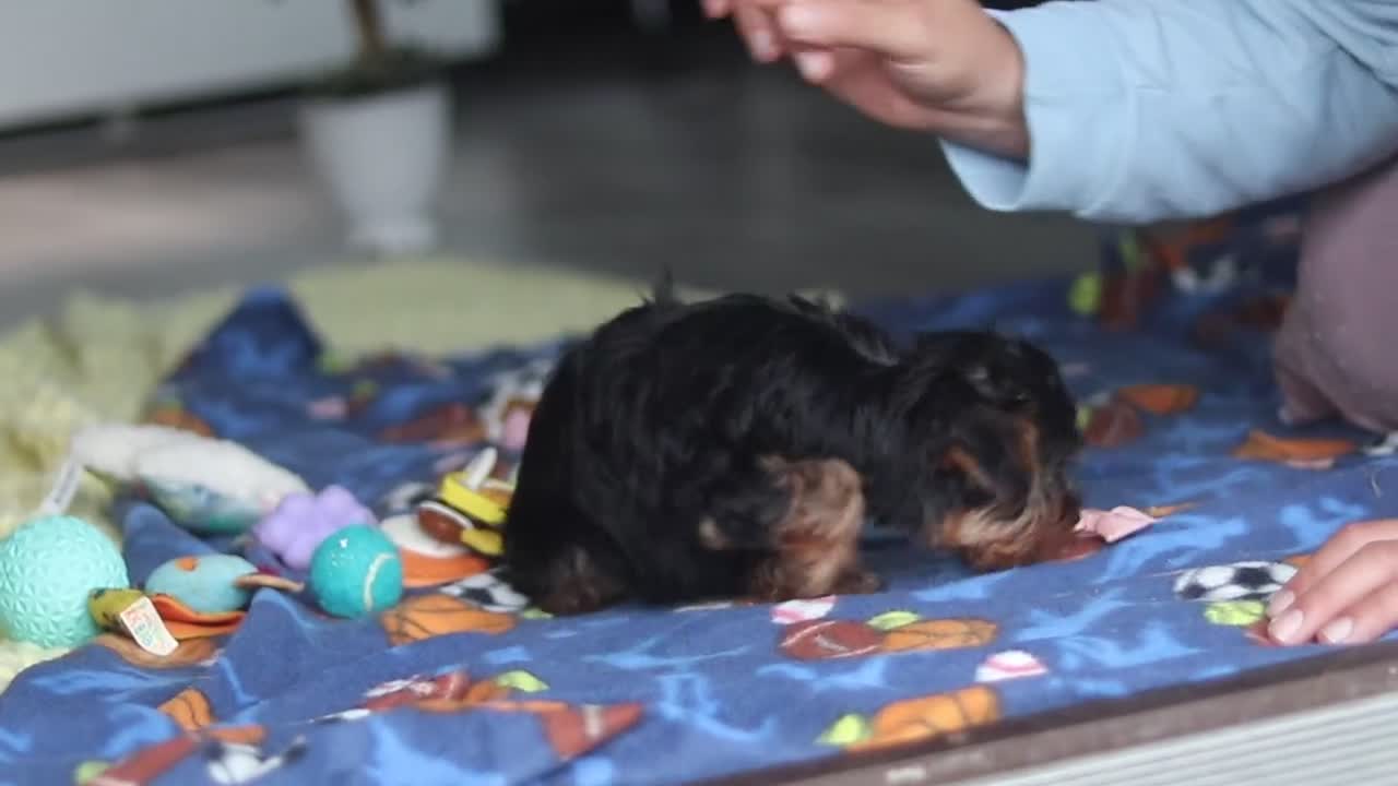 Yorkshire Terrier dogs for sale: Cali - Video 1