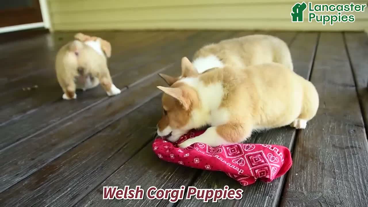 Welsh Corgi Pembroke dogs for sale: Summer - Video 1