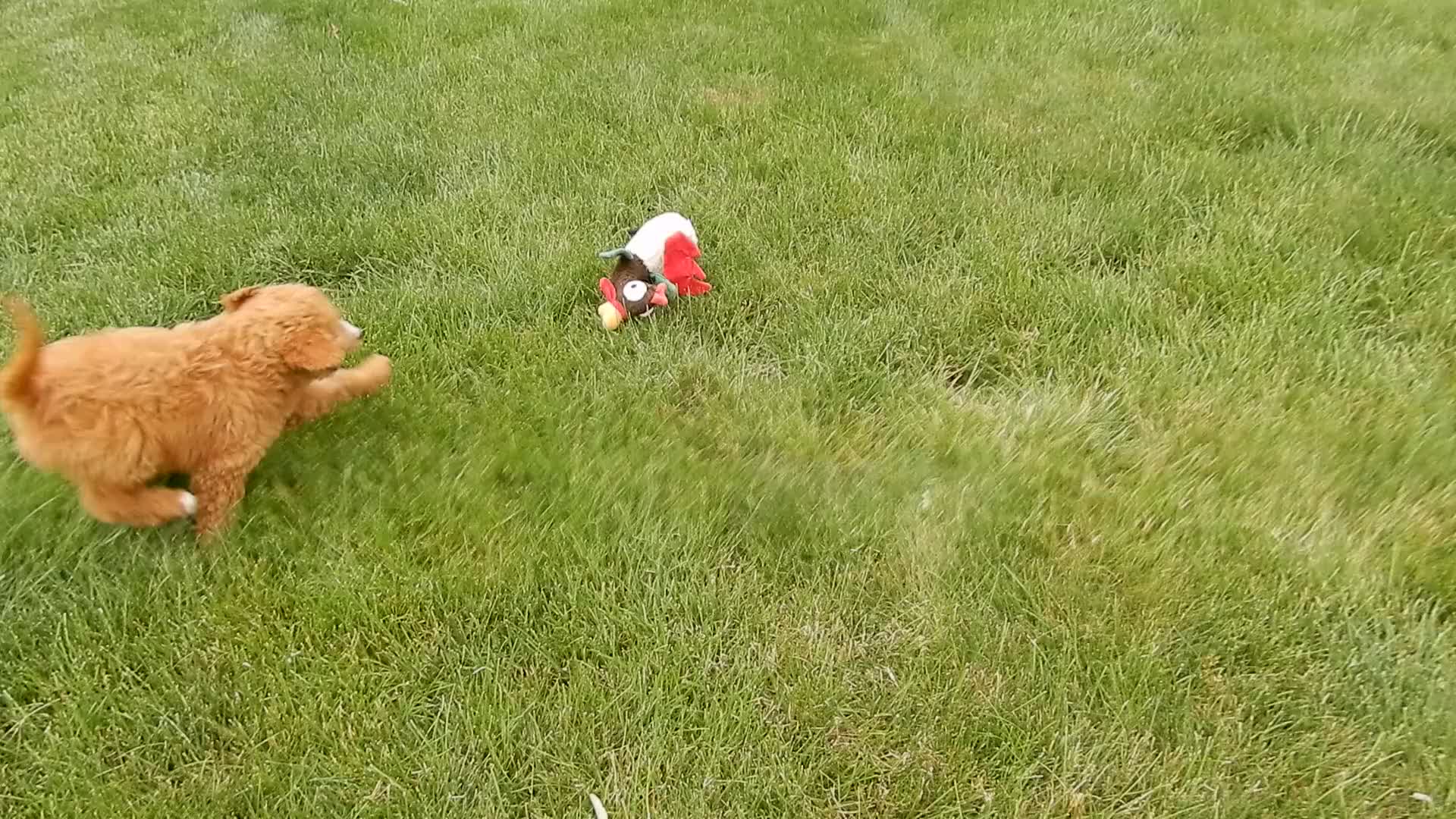 Mini Goldendoodle dogs for sale: Douglas - Video 3