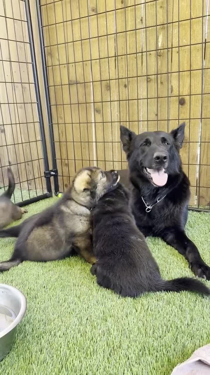 German Shepherd dogs for sale: German Shepherd Puppy 1: Aristotle - Video 2