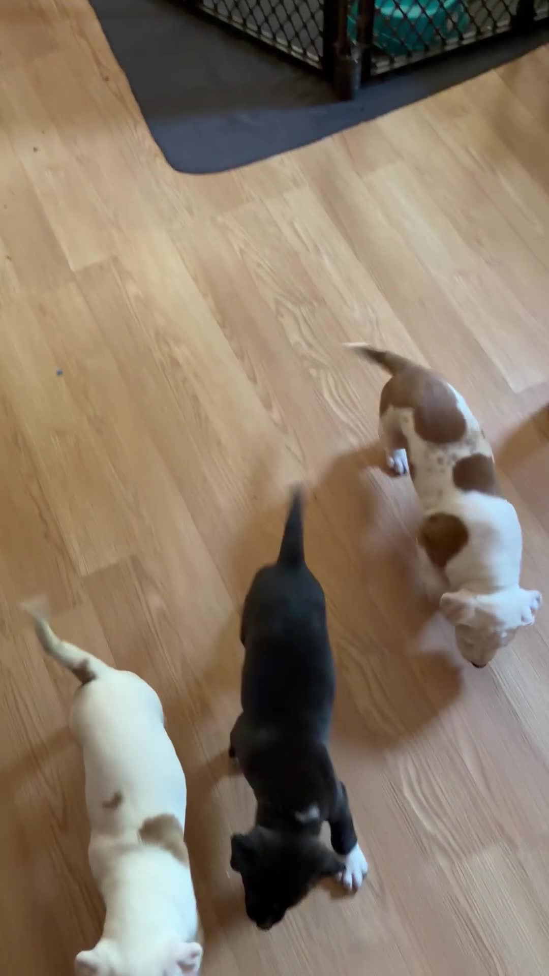 Mixed Breed dogs for sale: Mixed Breed 3 - Video 1