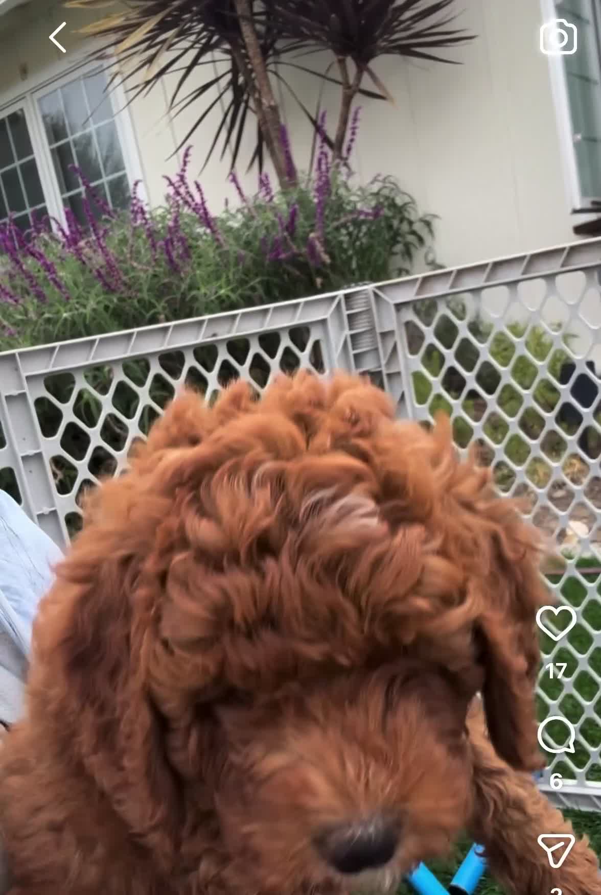 Mini Goldendoodle dogs for sale: Pumpkin - Video 2