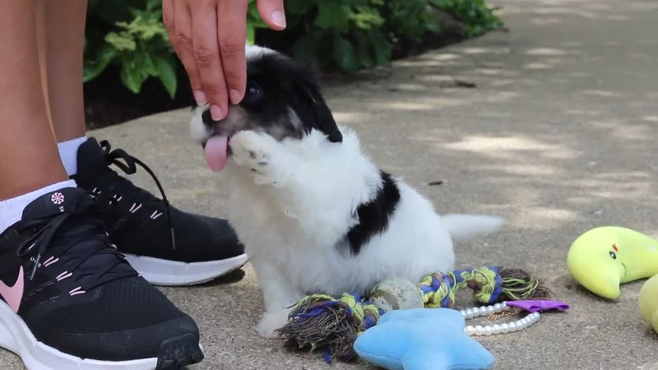 Cavachon dogs for sale: Dory - Video 1