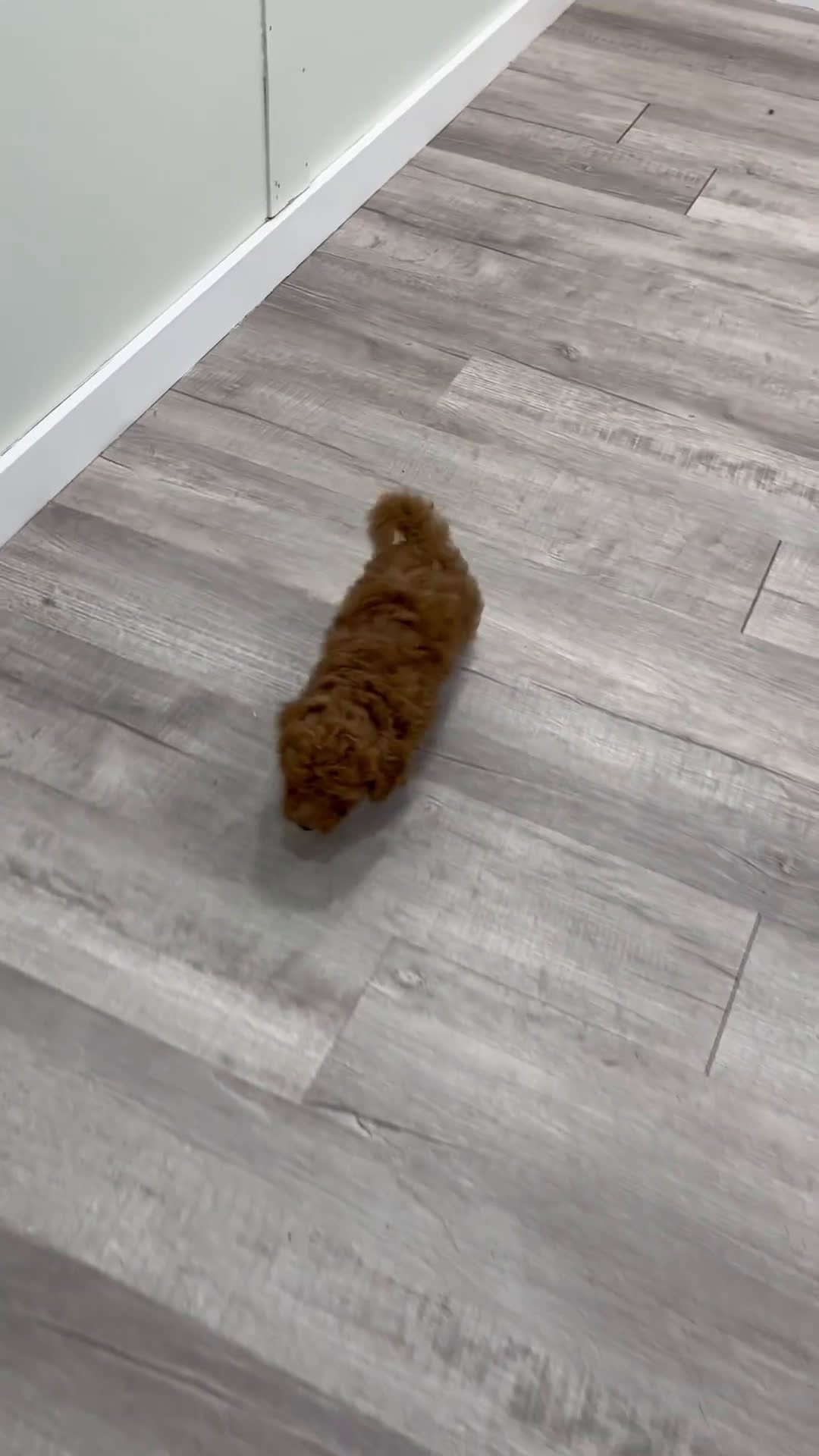 Bichpoo dogs for sale: Romeo - Video 1