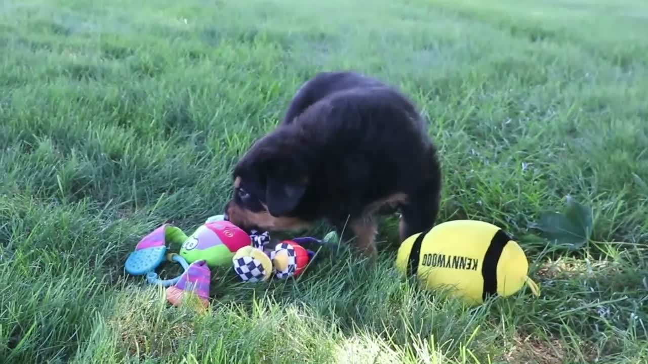 Rottweiler dogs for sale: Ranger - Video 1