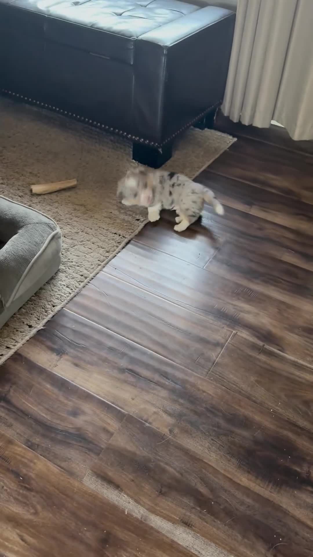 Welsh Corgi Pembroke dogs for sale: Welsh Corgi Pembroke 1 - Video 1