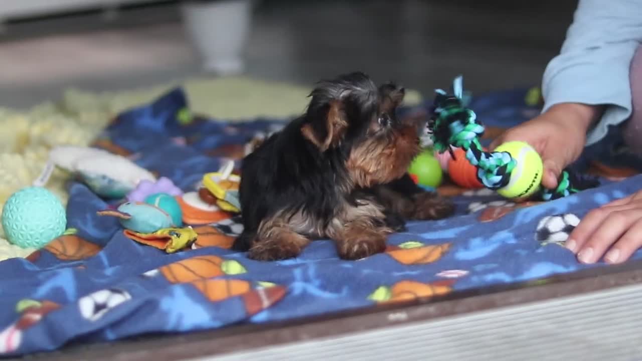Yorkshire Terrier dogs for sale: Lucy - Video 1