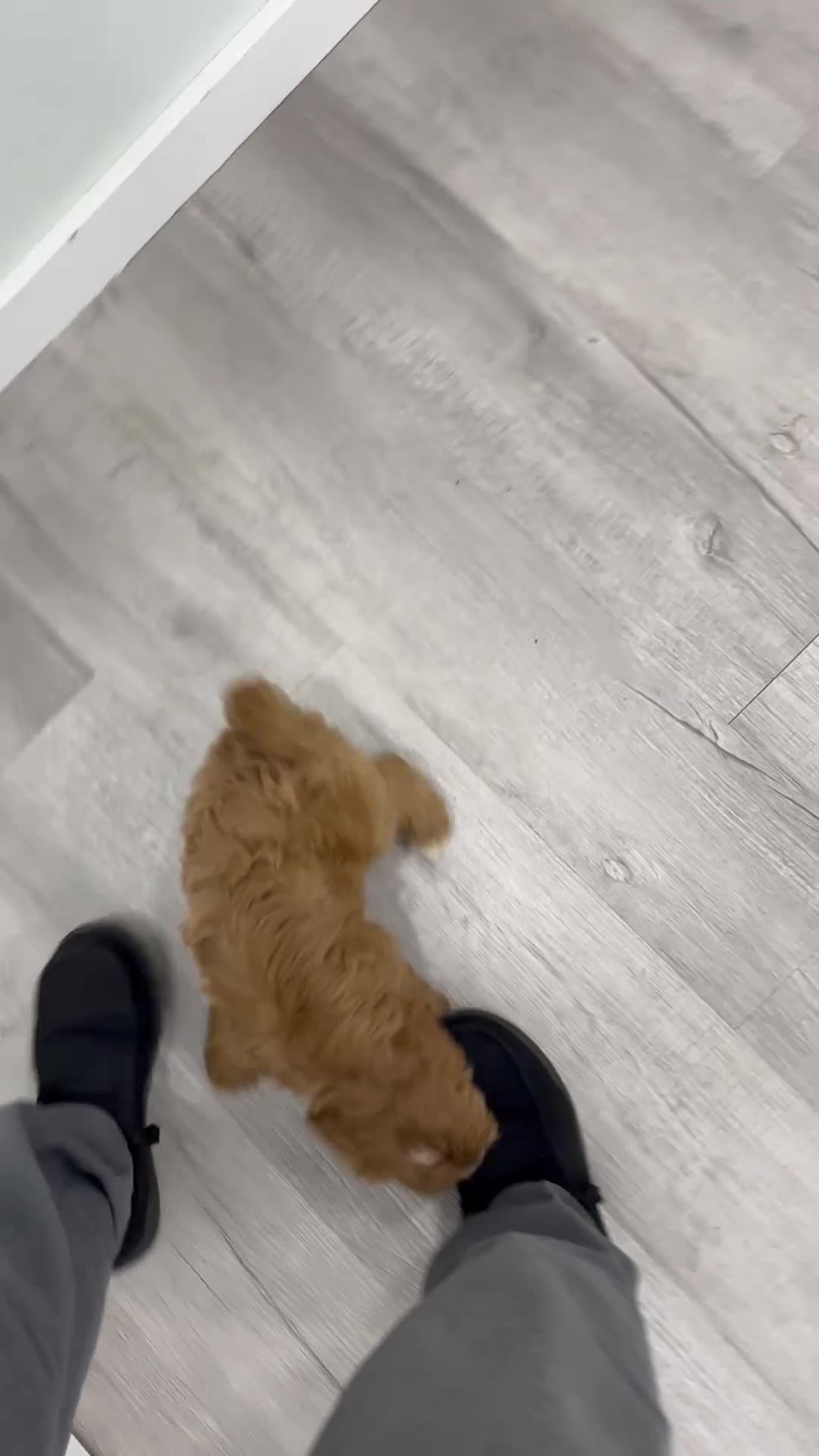 Cavapoo dogs for sale: Molly - Video 1