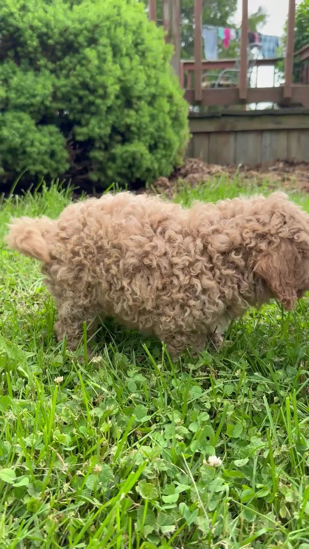 Mini Goldendoodle dogs for sale: Bingo  - Video 1