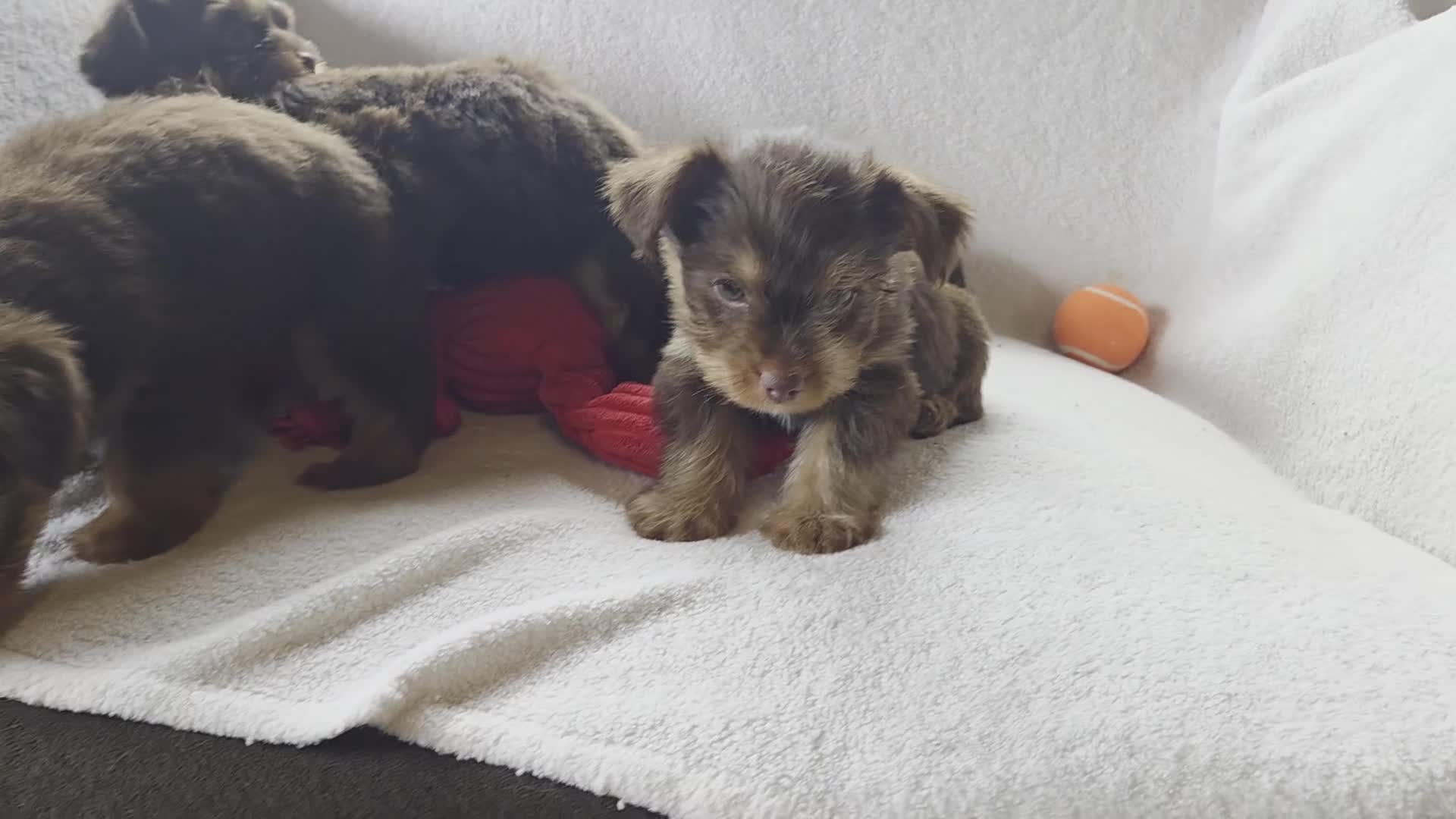 Yorkshire Terrier dogs for sale: Gizmo - Video 1