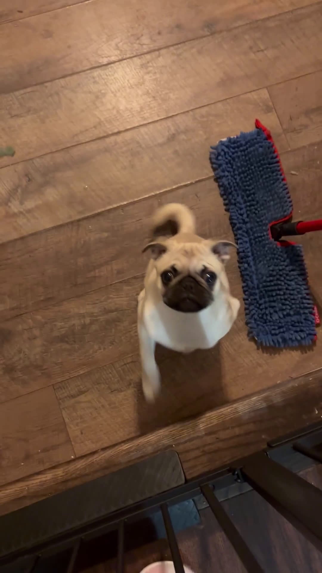 Pug dogs for sale: Pug Puppy 1 - Video 1