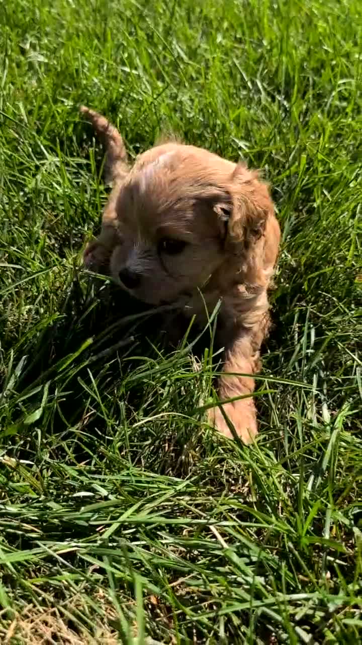 Cavapoo dogs for sale: Ozzy - Video 1