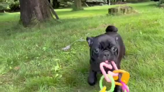 Pug dogs for sale: Porky - Video 1