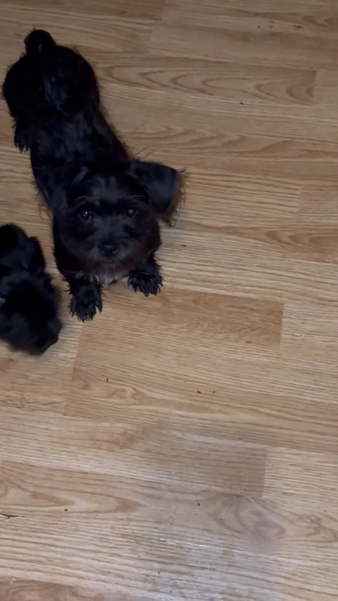 Shihpoo dogs for sale: Shihpoo Puppy 3 - Video 1