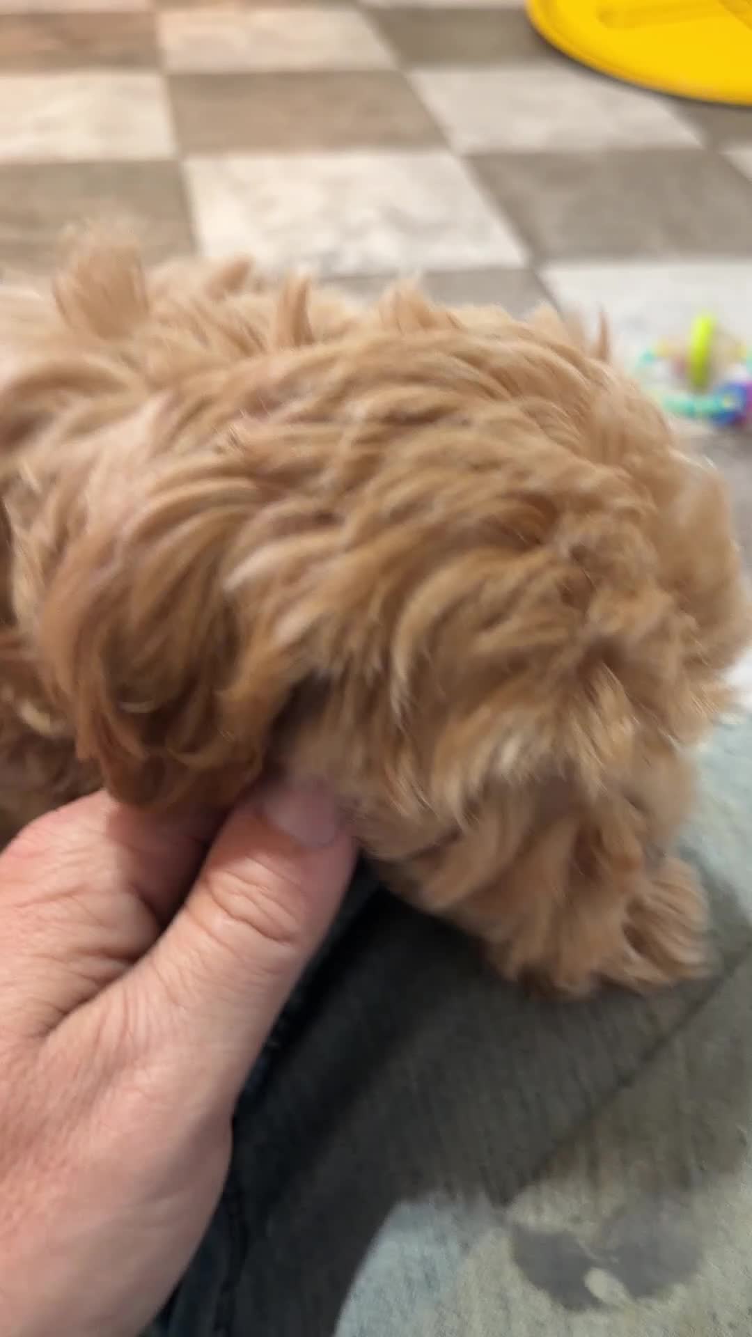 Maltipoo dogs for sale: Bailey - Video 1