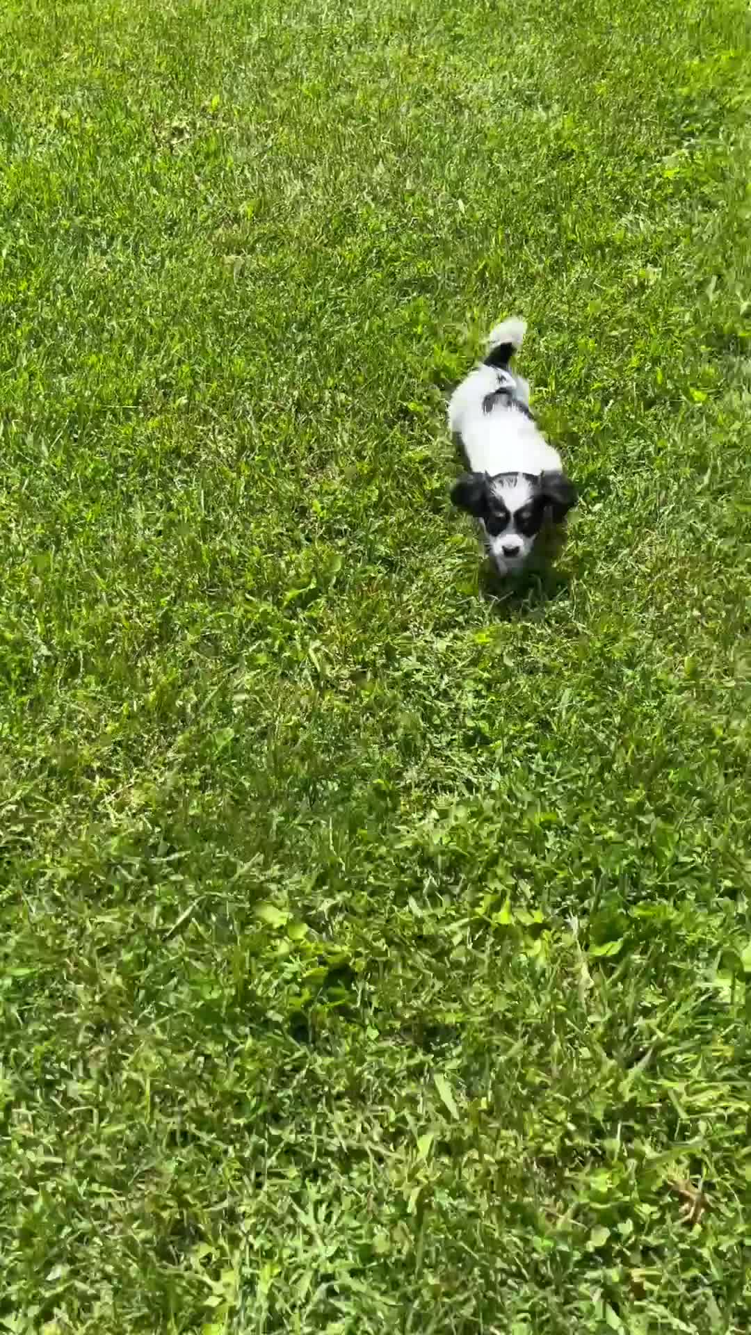 Cavachon dogs for sale: Honey - Video 1