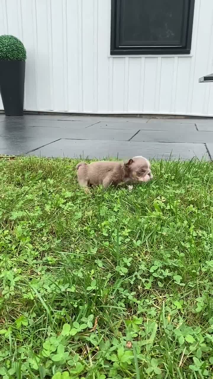 English Bulldog dogs for sale: SnowBall - SPECIAL NEEDS  - Video 1