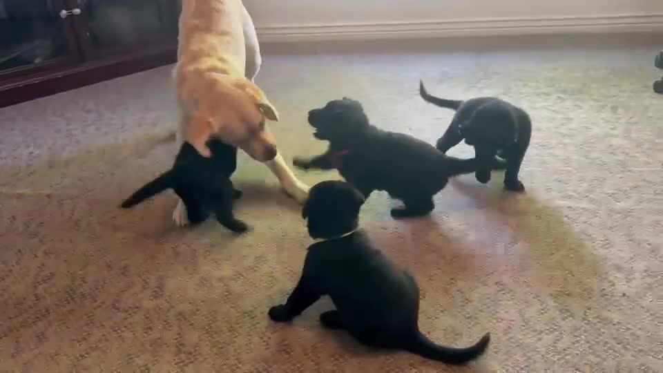 Golden Shepherd dogs for sale: Golden Shepherd 1 - Video 1
