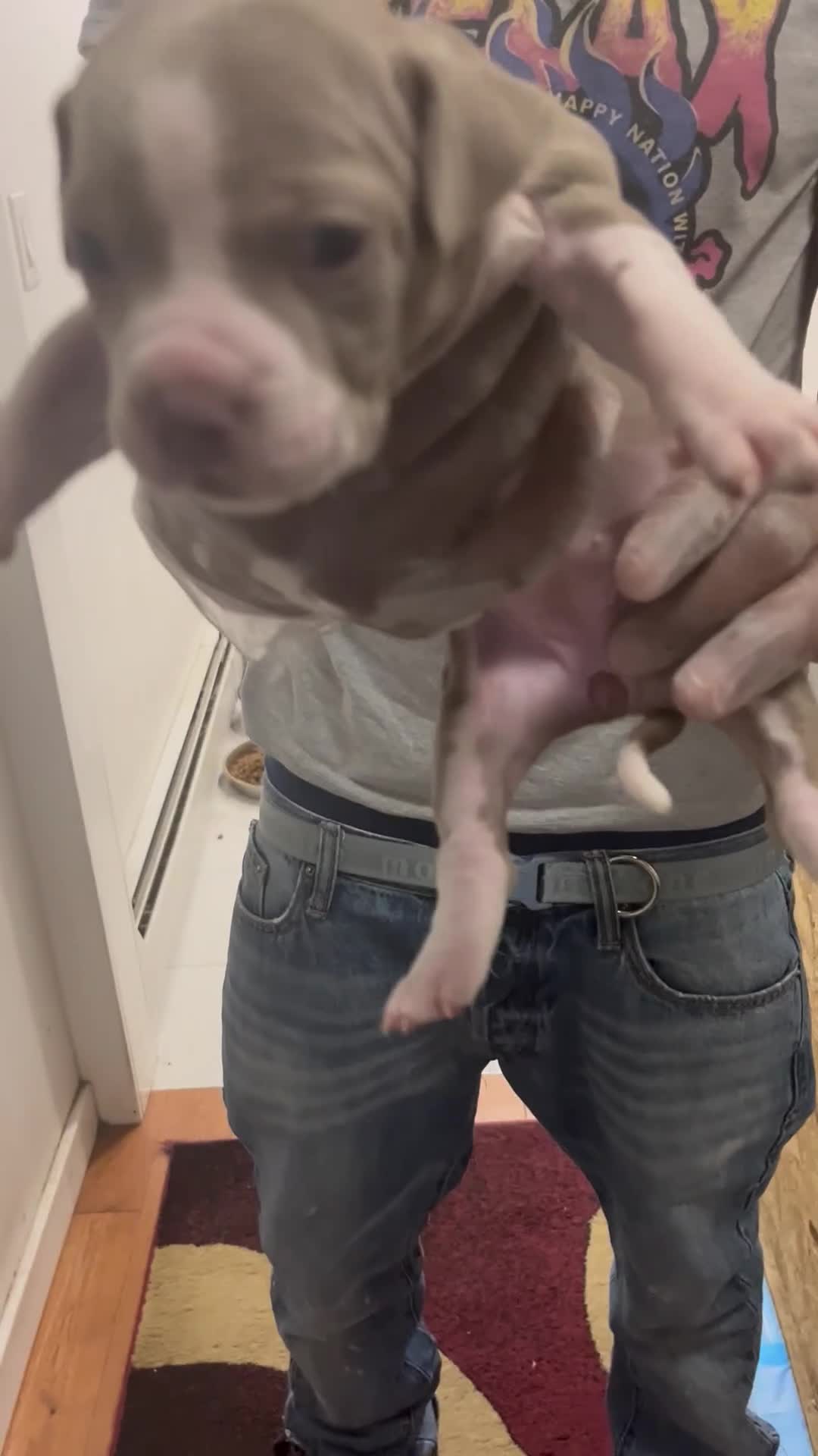 American Pit Bull Terrier dogs for sale: American Pit Bull Terrier 6 - Video 1
