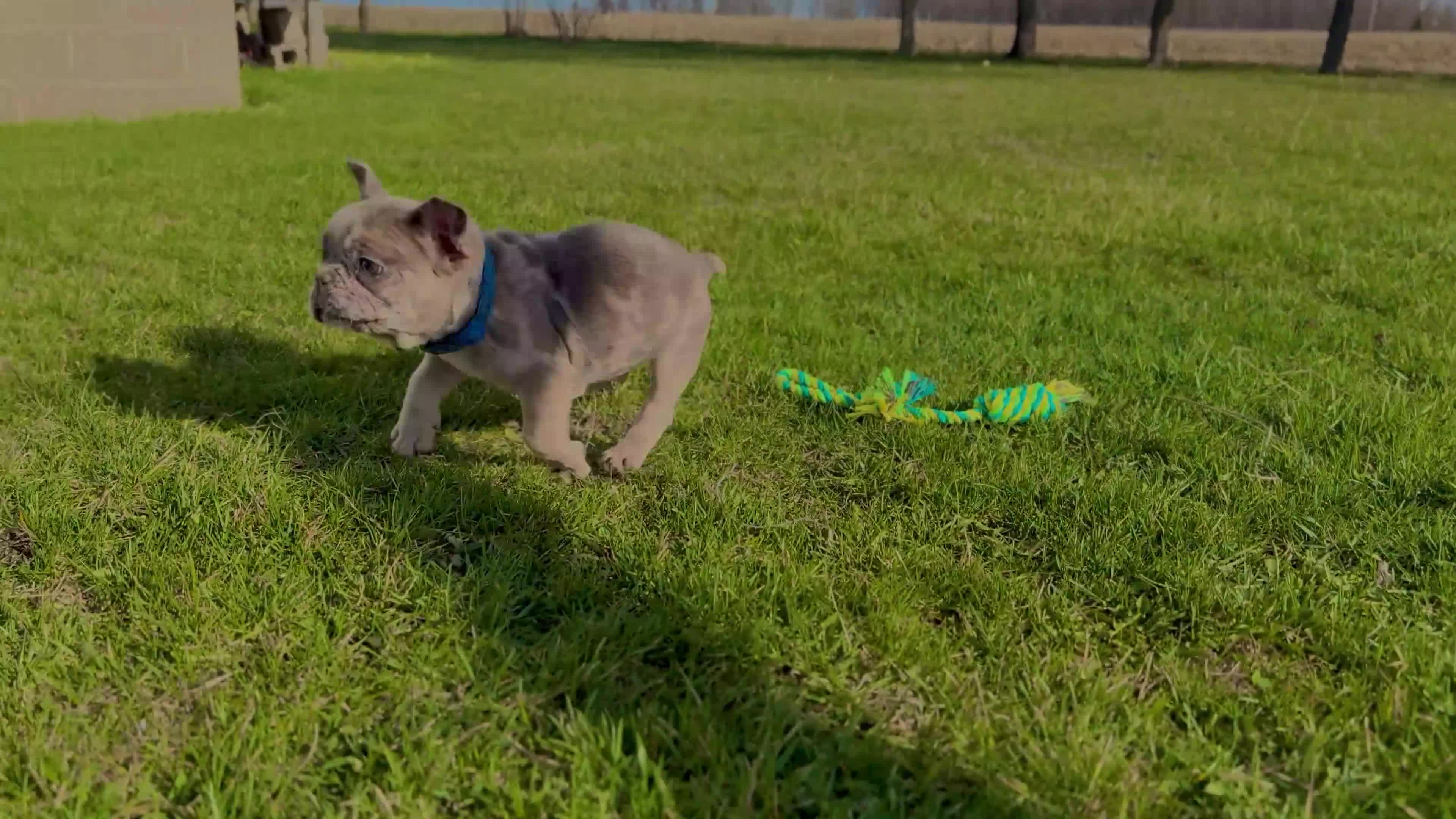 French Bulldog dogs for sale: Quincy “Blue” Collar, Male - Video 1