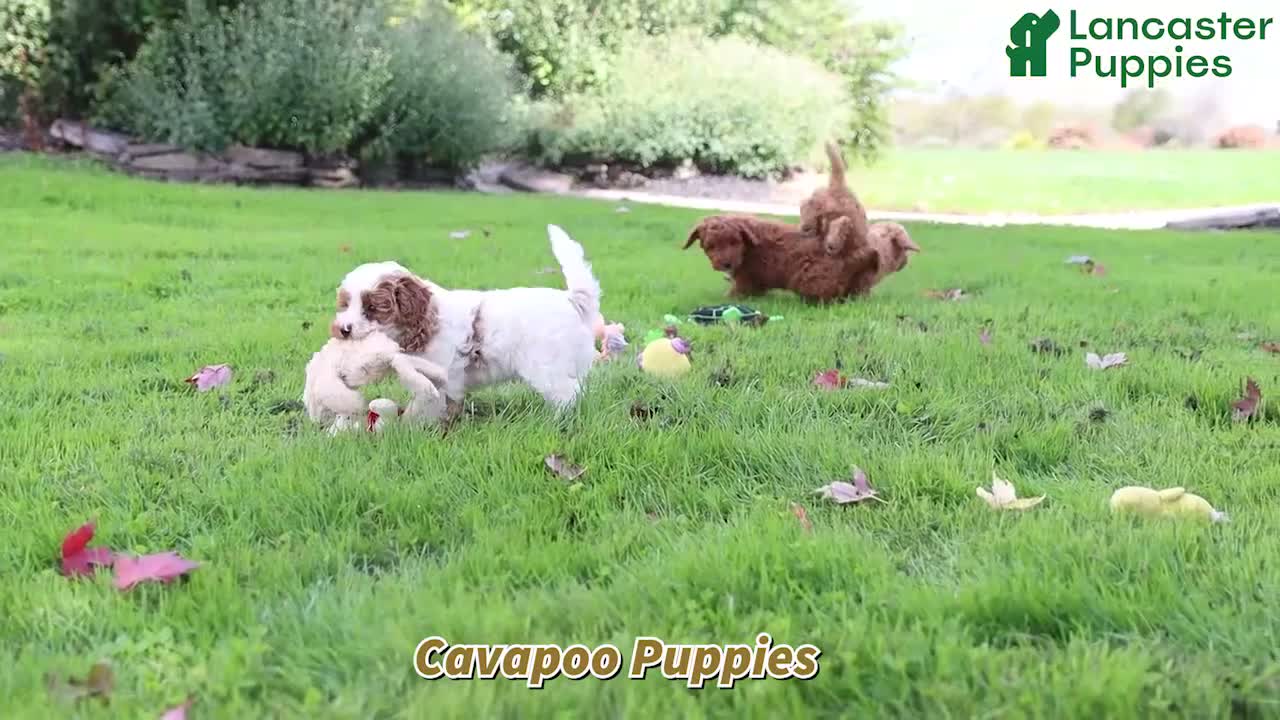 Cavapoo dogs for sale: Marshall - Video 1