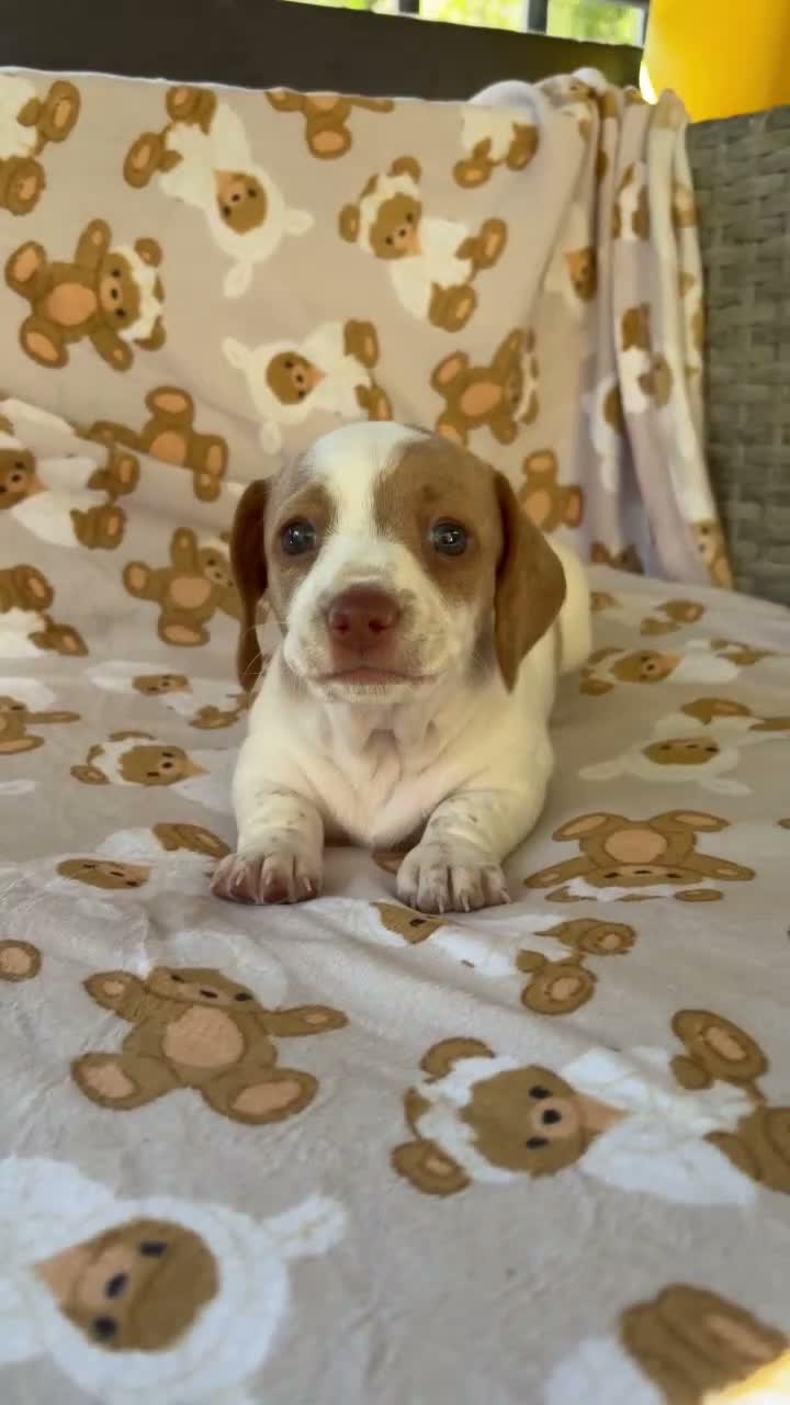 Miniature Dachshund dogs for sale: BLOSSOM - Video 1