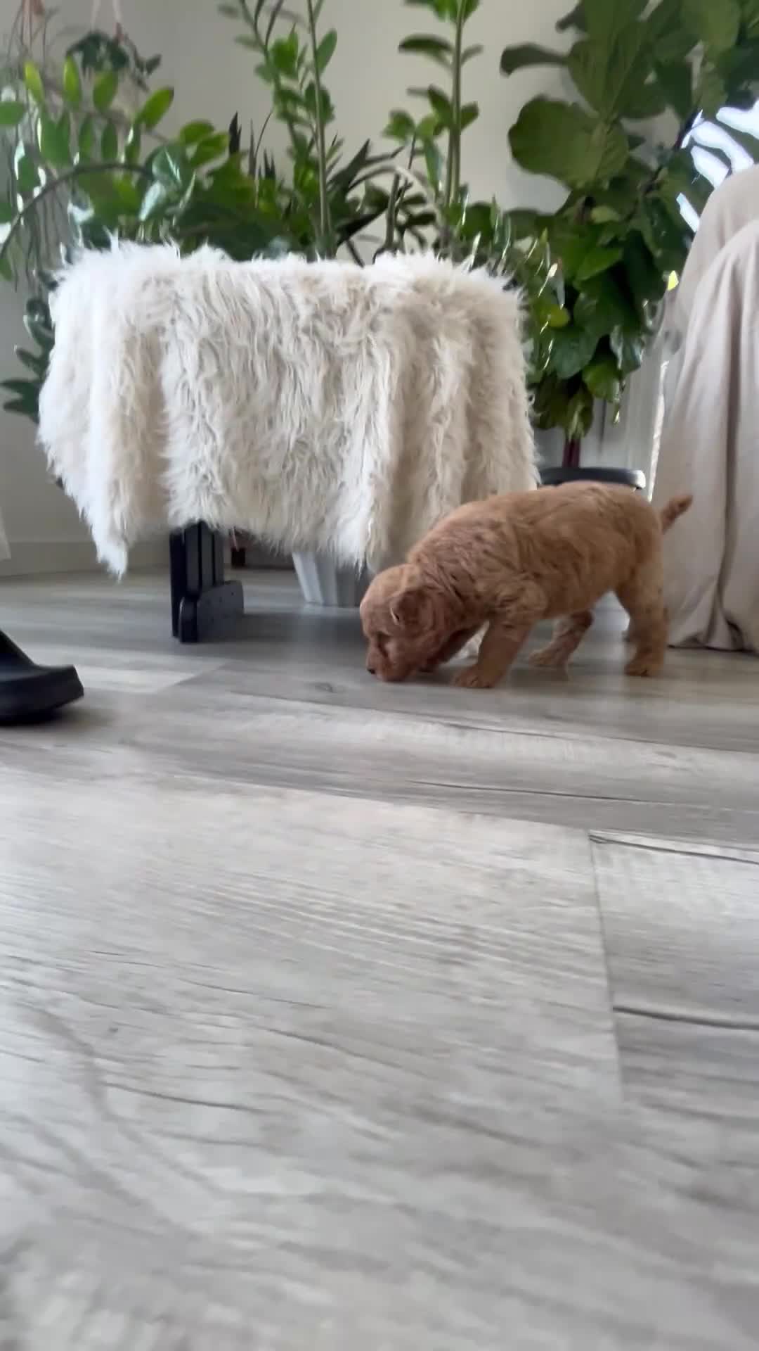 Mini Goldendoodle dogs for sale: Alyssa - Video 2
