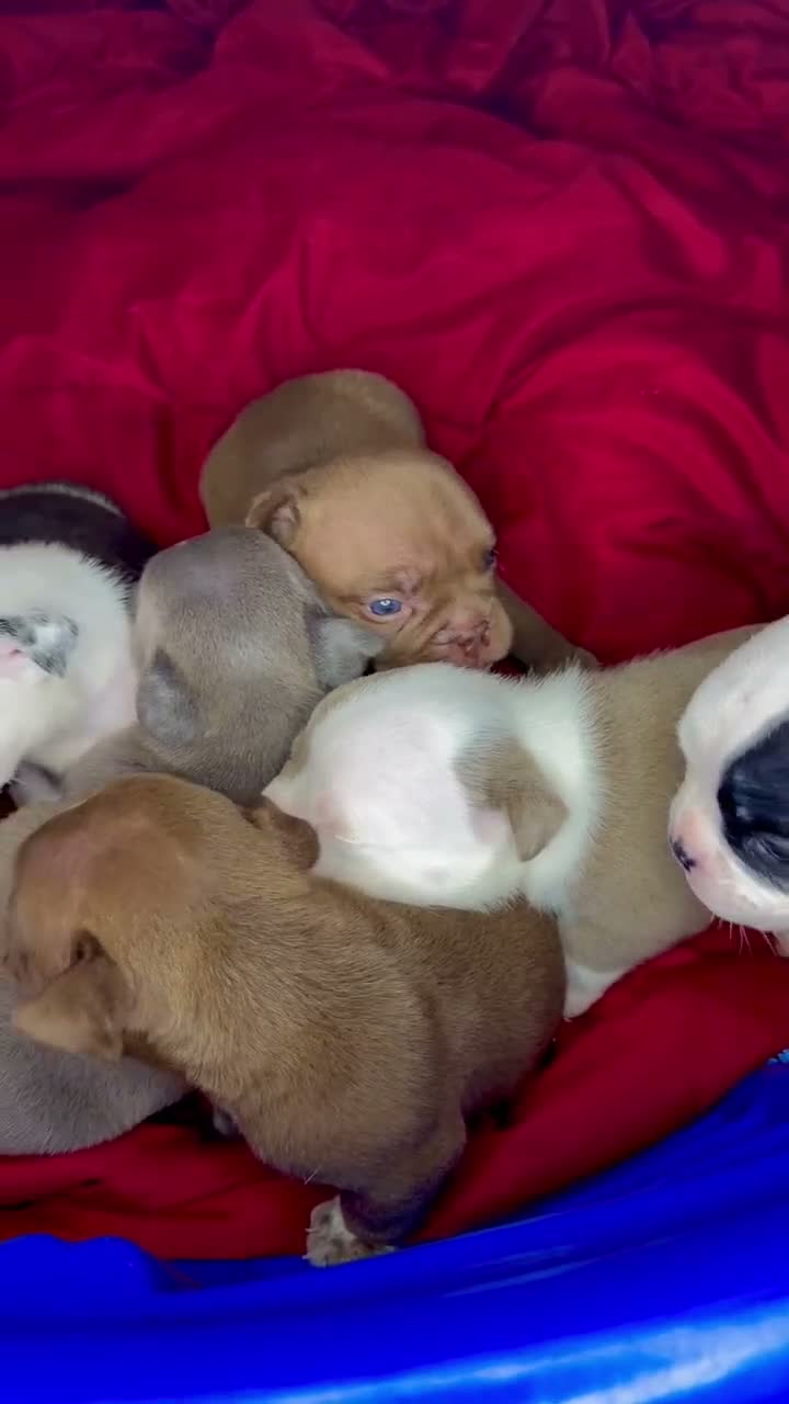 American Bully dogs for sale: Blue-coated female - Video 2