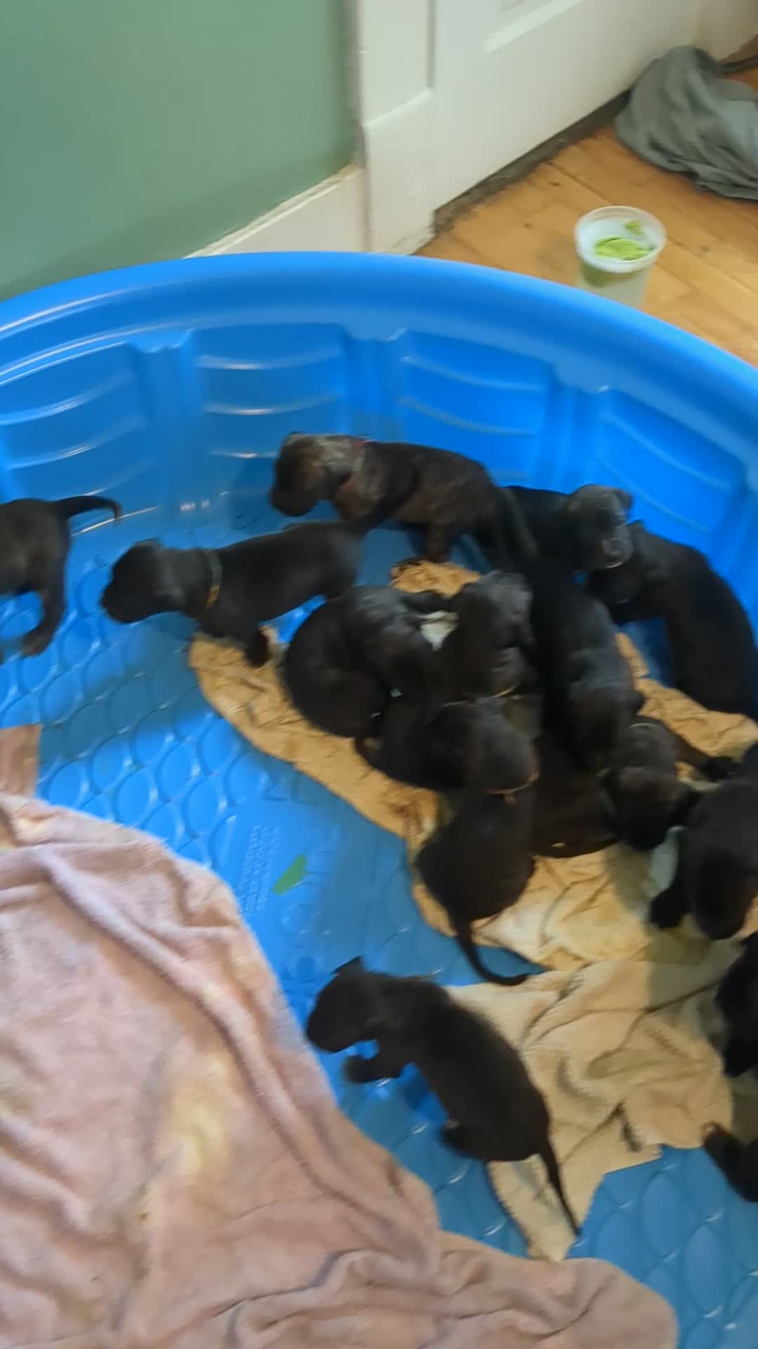 Presa Canario dogs for sale: Presa Canario 10 - Video 1