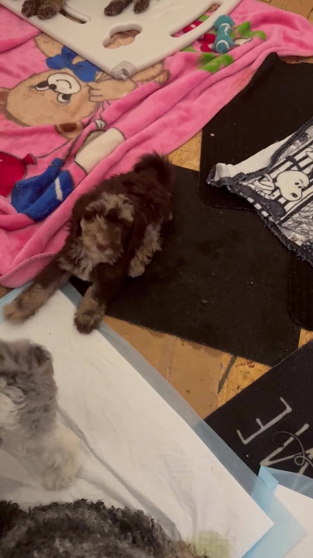 Bernedoodle dogs for sale: Athena - Video 1