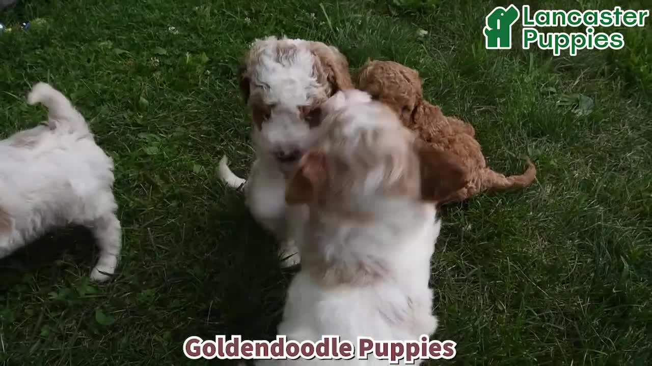 Goldendoodle dogs for sale: Chad - Video 1
