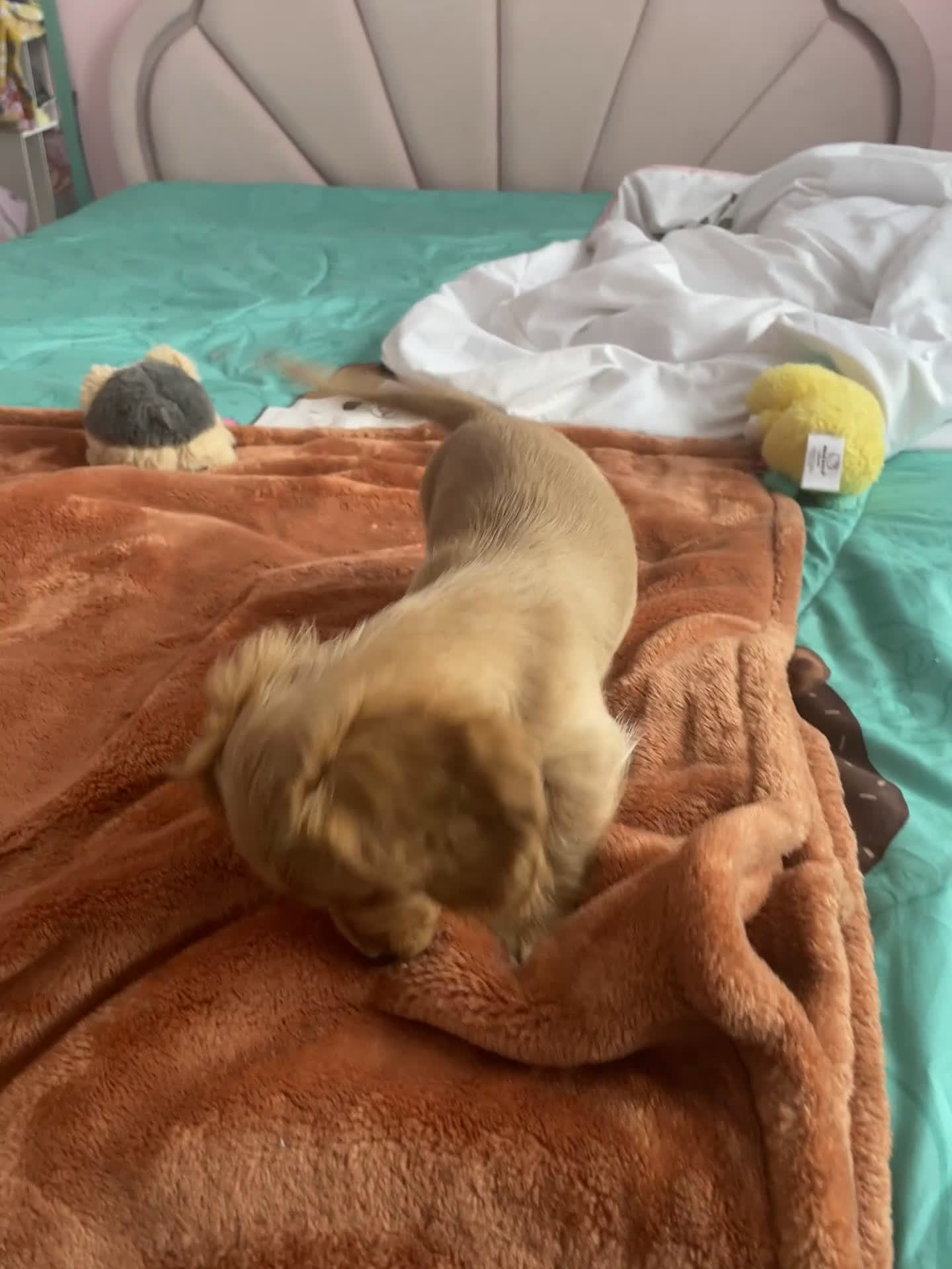 Miniature Dachshund dogs for sale: Debbie  - Video 1