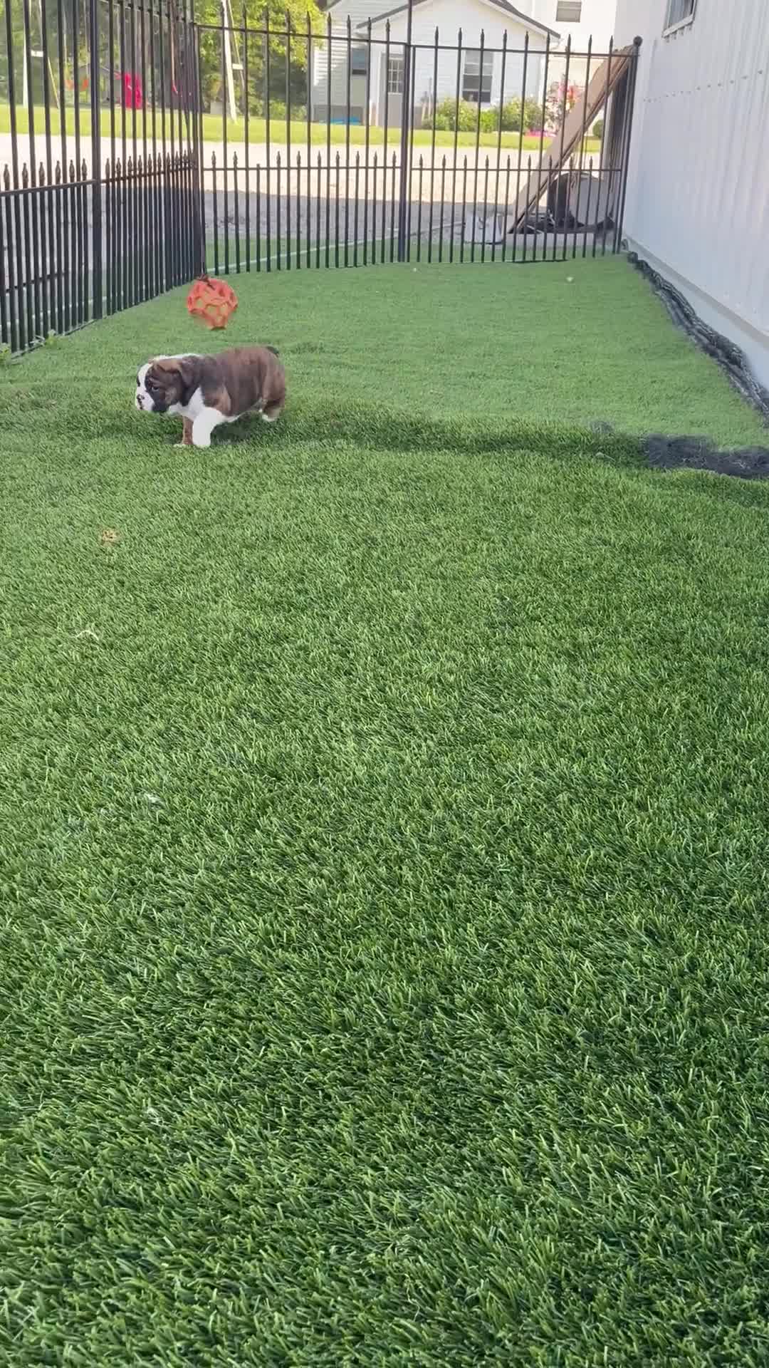 English Bulldog dogs for sale: Leo - Video 1