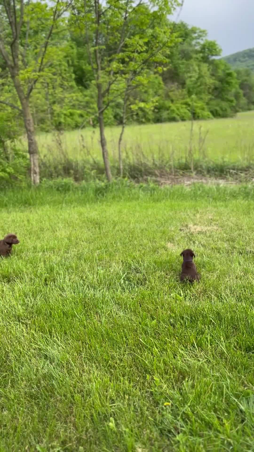 Labrador Retriever dogs for sale: Zoe - Video 2