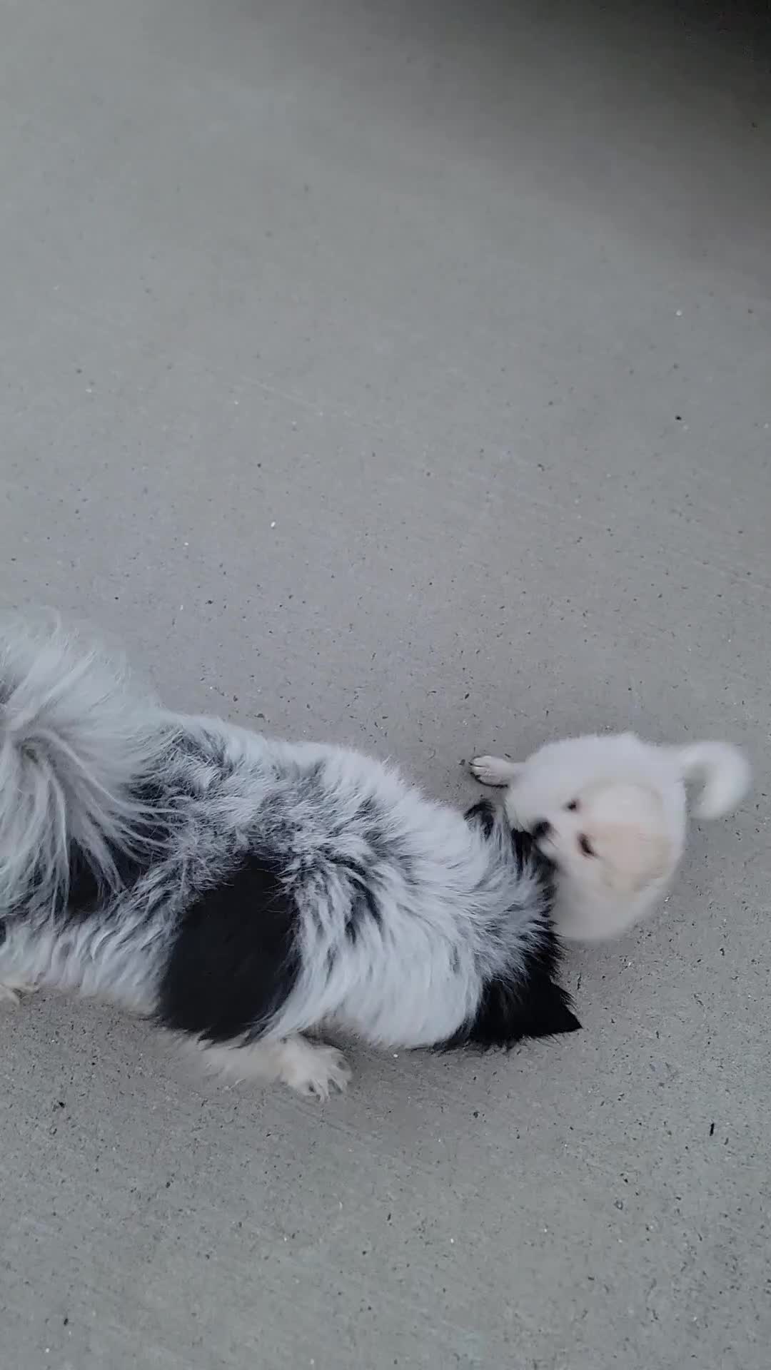 Pomeranian dogs for sale: Oreo - Video 3
