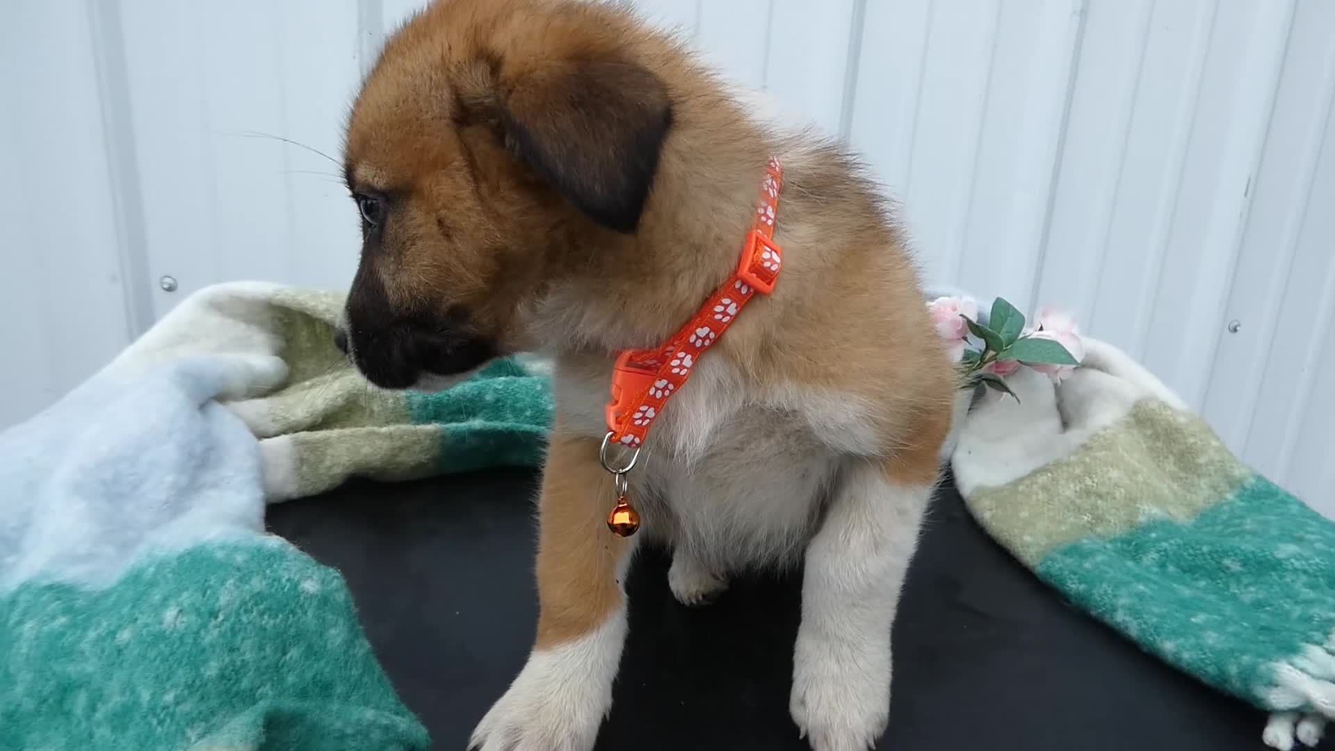 Border Collie dogs for sale: Border Collie Puppy 2 Simon - Video 1