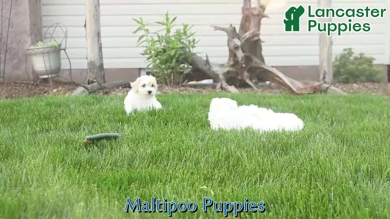Maltipoo dogs for sale: Sugar  - Video 1