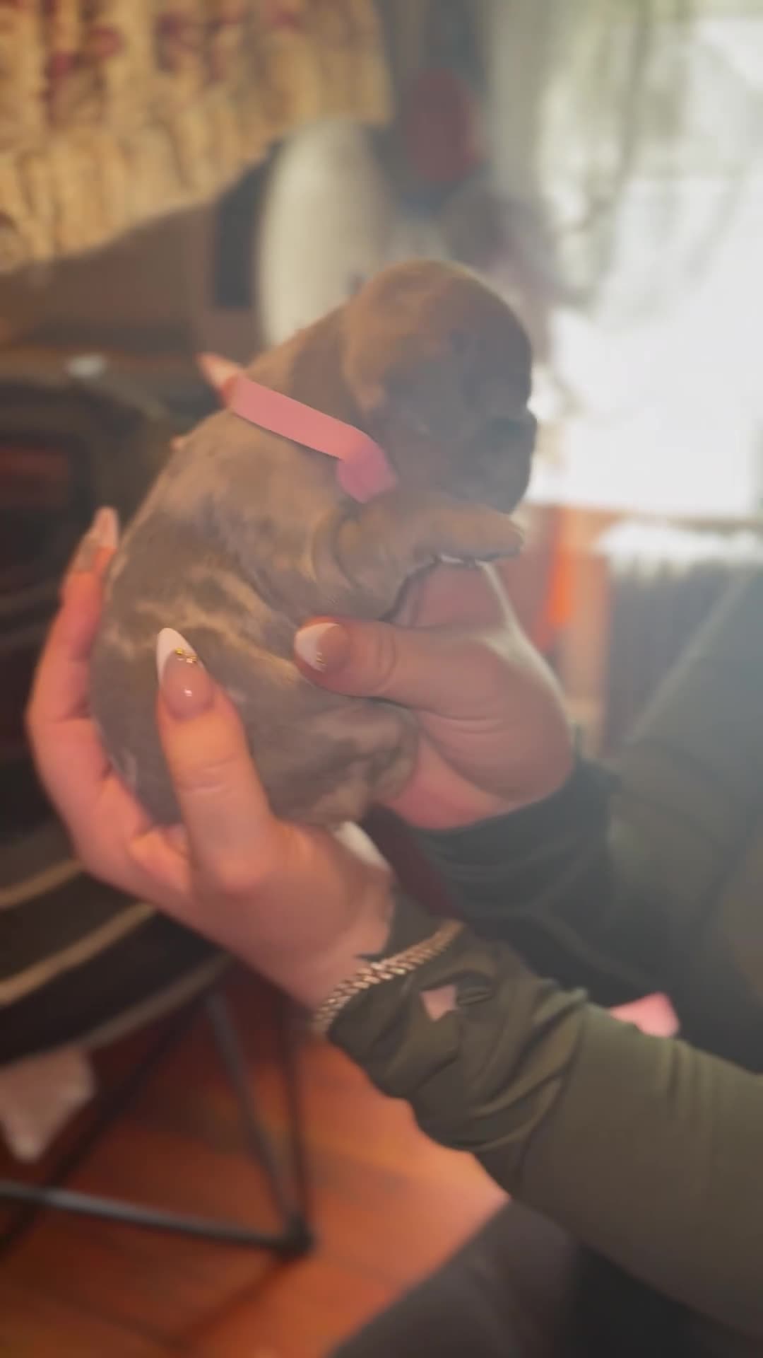French Bulldog dogs for sale: French Bulldog 2 - Video 2
