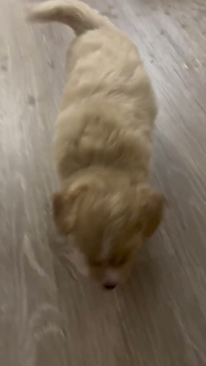 Mixed Breed dogs for sale: Dash - Video 1