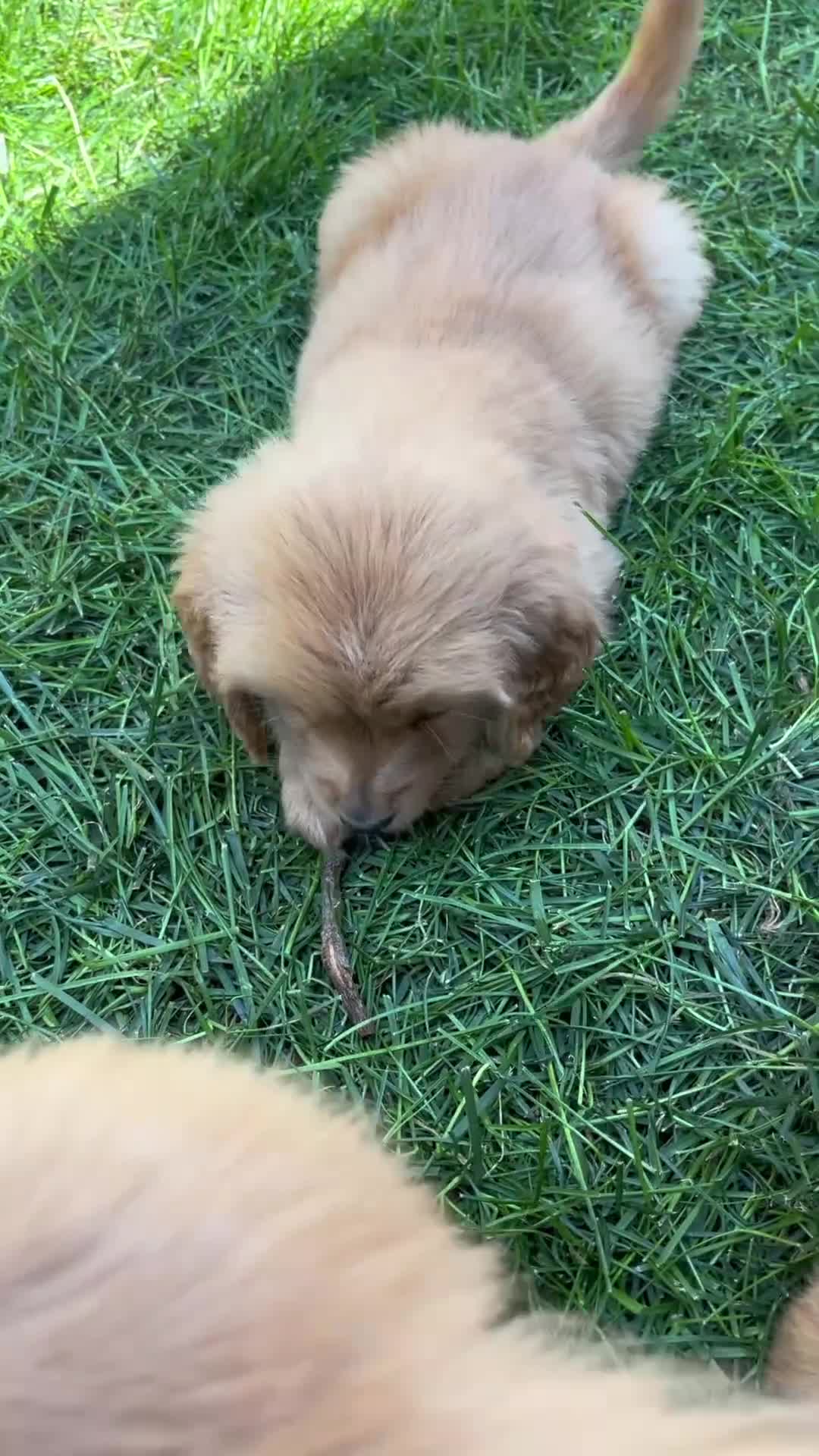 Golden Retriever dogs for sale: Tiny Timmy  - Video 1
