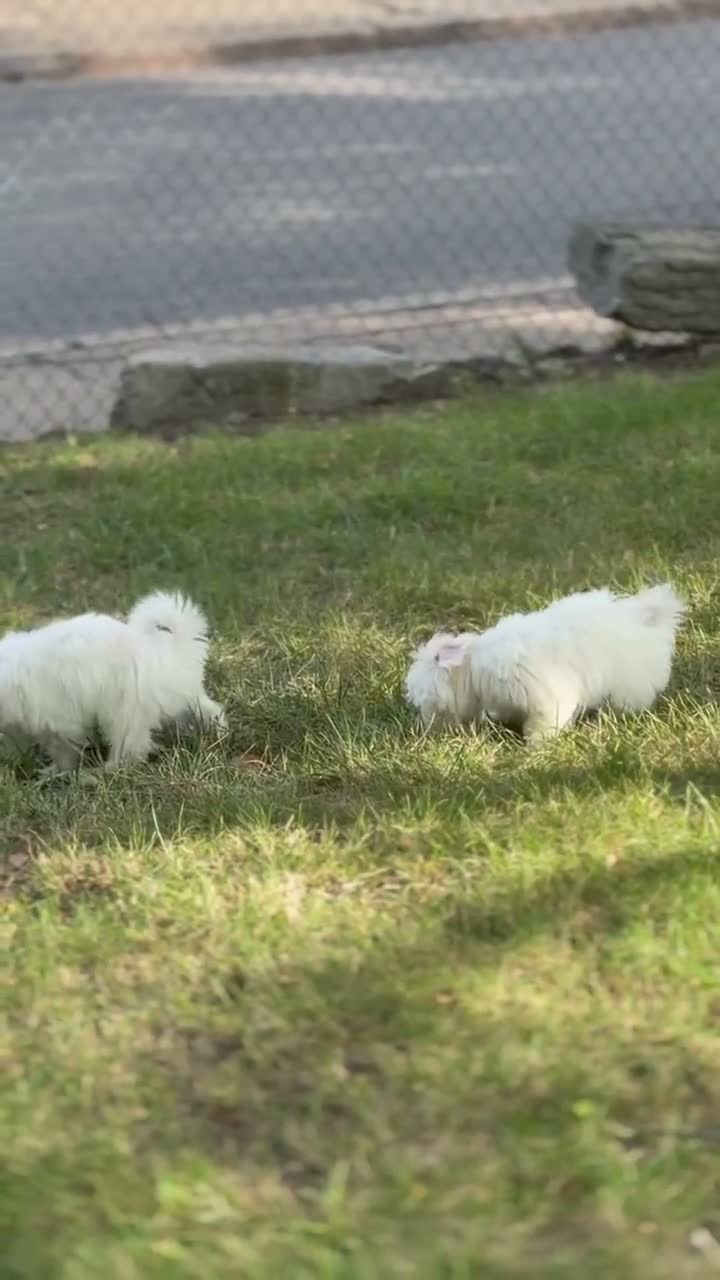 Maltese dogs for sale: Maltese 1 - Video 1